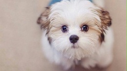 厂家直销一手货源狗窝—-如何选择狗窝【嘉美乐】