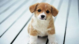 狗衣服批发哪家好—一手货源，减少中间商赚差价【嘉美乐】