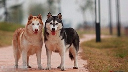 狗衣服批发哪里有—狗狗衣服真的可以御寒吗？【嘉美乐】