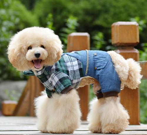狗衣服