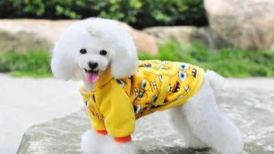 批发宠物服装【嘉美乐】柴犬的打扮法则