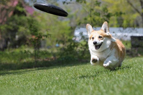 狗窝批发