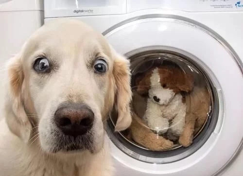 狗玩具