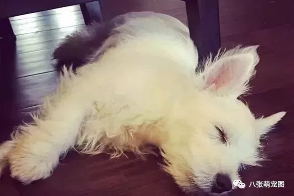 狗窝批发厂家哪家好