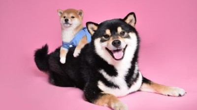 狗玩具该如何选择？