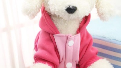 宠物衣服生产工厂【嘉美乐】泰迪熊需要穿衣吗？