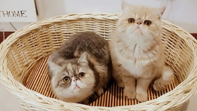 狗窝批发市场【嘉美乐】在批发市场拿处理货可以吗？