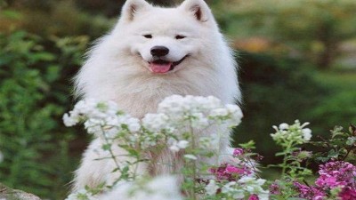 哪里有狗窝批发市场—如何判断毛绒的好坏？[嘉美乐]