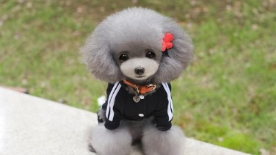 狗衣服批发要注意季节性问题_嘉美乐