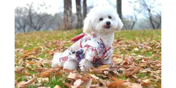 狗衣服批发哪家好【嘉美乐】实力厂家鉴定标准