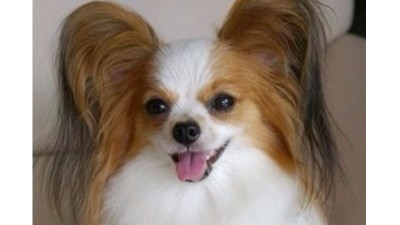 狗衣服定制 ------时装届巨头Burberry出手了【嘉美乐】