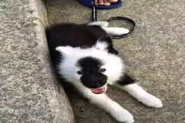 狗玩具批发 狗玩具批发