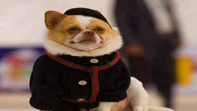 狗衣服厂家—四招教你选择合适的狗衣服【嘉美乐】