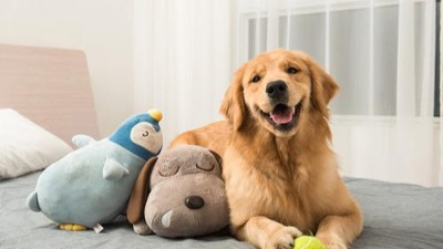 国内生产狗玩具厂家【嘉美乐】深圳宠物玩具展会相识新的合作伙伴