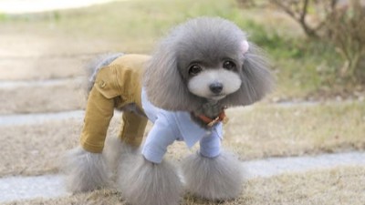 狗衣服定制【嘉美乐】工厂定制有什么好处？