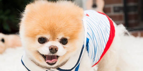 如何挑选博美犬宠物衣服