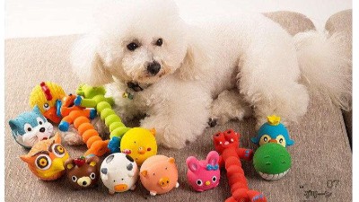 狗玩具厂家【嘉美乐】秋冬狗狗容易患哪些病？