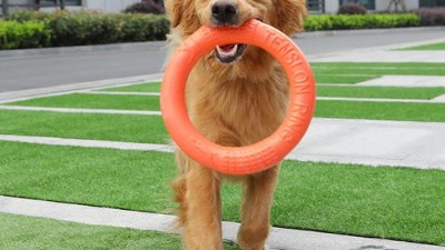 狗玩具厂家【嘉美乐】狗狗与玩具的搞笑日常