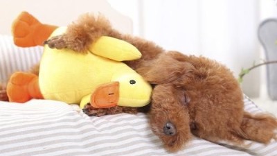 宠物玩具批发【嘉美乐】狗狗的友谊真诚且纯粹