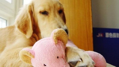 狗狗玩具批发【嘉美乐】适合狗狗自己玩耍的玩具