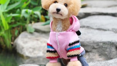 狗衣服生产厂【嘉美乐】狗狗的时尚冬天