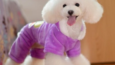 宠物制衣的工厂【嘉美乐】初春新款宠物衣服已经上新