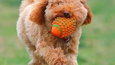 狗玩具批发【嘉美乐】为什么狗狗这么喜欢发声玩具？