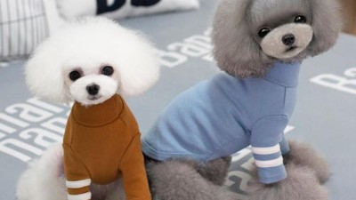 狗衣服厂家【嘉美乐】秋冬狗狗需要什么样的狗衣服？