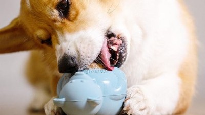 宠物狗玩具工厂【嘉美乐】亚马逊热卖宠物狗玩具有哪些？