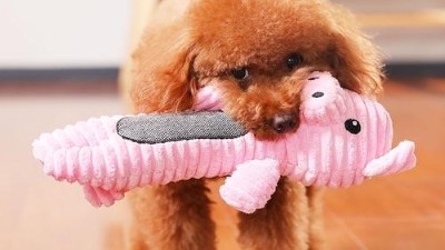 狗玩具生产厂家【嘉美乐】什么样的狗玩具受欢迎？