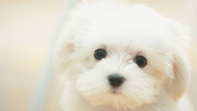 宠物用品生产厂家【嘉美乐】宠物用品知识知多少？