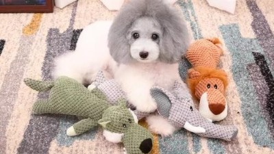 狗玩具生产厂家【嘉美乐】高颜值玩具
