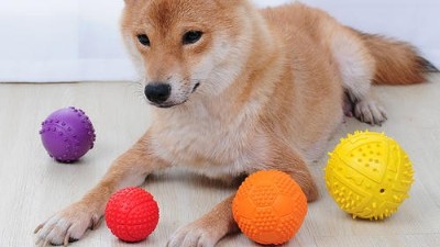 热门狗玩具【嘉美乐】你心目中的热门狗玩具是哪些？