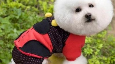 宠物衣服制造生产厂【嘉美乐】夏秋宠物衣服款式一览