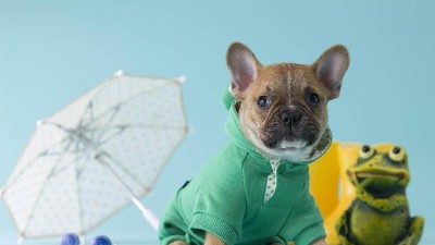 热门狗玩具怎么选？_嘉美乐