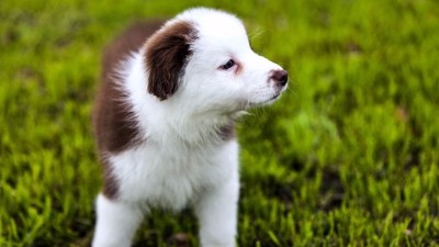 做宠物玩具的厂家—坚持做研发【嘉美乐】
