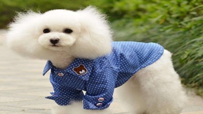 宠物衣服哪里有批发—2020年新款宠物衣服上市【嘉美乐】
