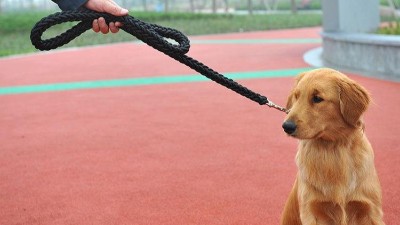 宠物牵引绳批发市场在哪里—在哪买到超值的宠物牵引绳？【嘉美乐】