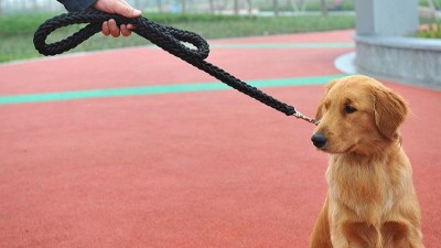 定制宠物牵引绳