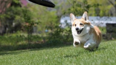 狗玩具批发哪家便宜【嘉美乐】一份价钱一分货
