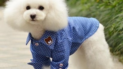 宠物狗服装工厂【嘉美乐】宠物穿衣服备受质疑？
