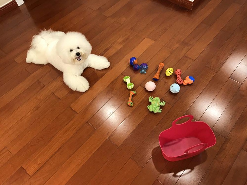 狗玩具