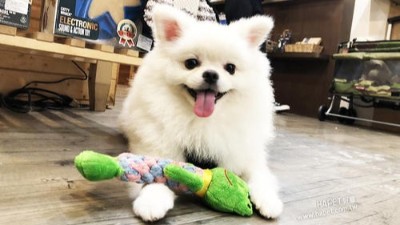 狗玩具生产厂家【嘉美乐】实力和产品质量获得业界的认可