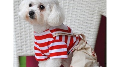 宠物狗衣服加工厂【嘉美乐】如何为宠物狗狗搭配衣服？
