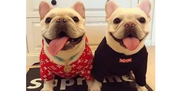 狗衣服厂家—教你正确的批发姿势【嘉美乐】