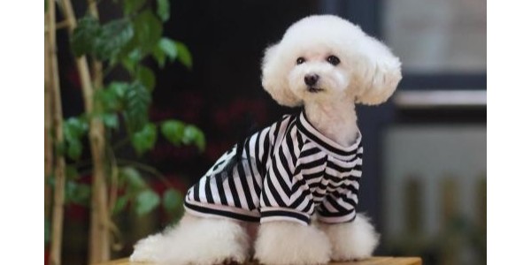狗衣服定制【嘉美乐】狗狗拒绝不了的美衣