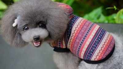 狗衣服生产厂【嘉美乐】狗衣服如何营销？