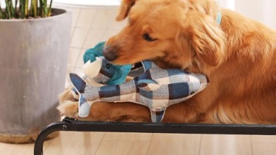 狗玩具