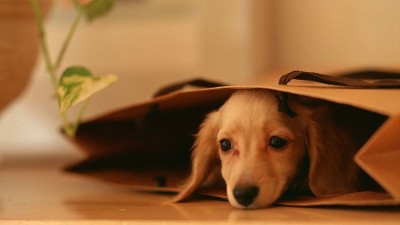 宠物窝厂家【嘉美乐】为什么狗狗能找到回家的路？