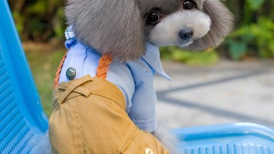 宠物衣服工厂定制【嘉美乐】你了解宠物衣服吗？